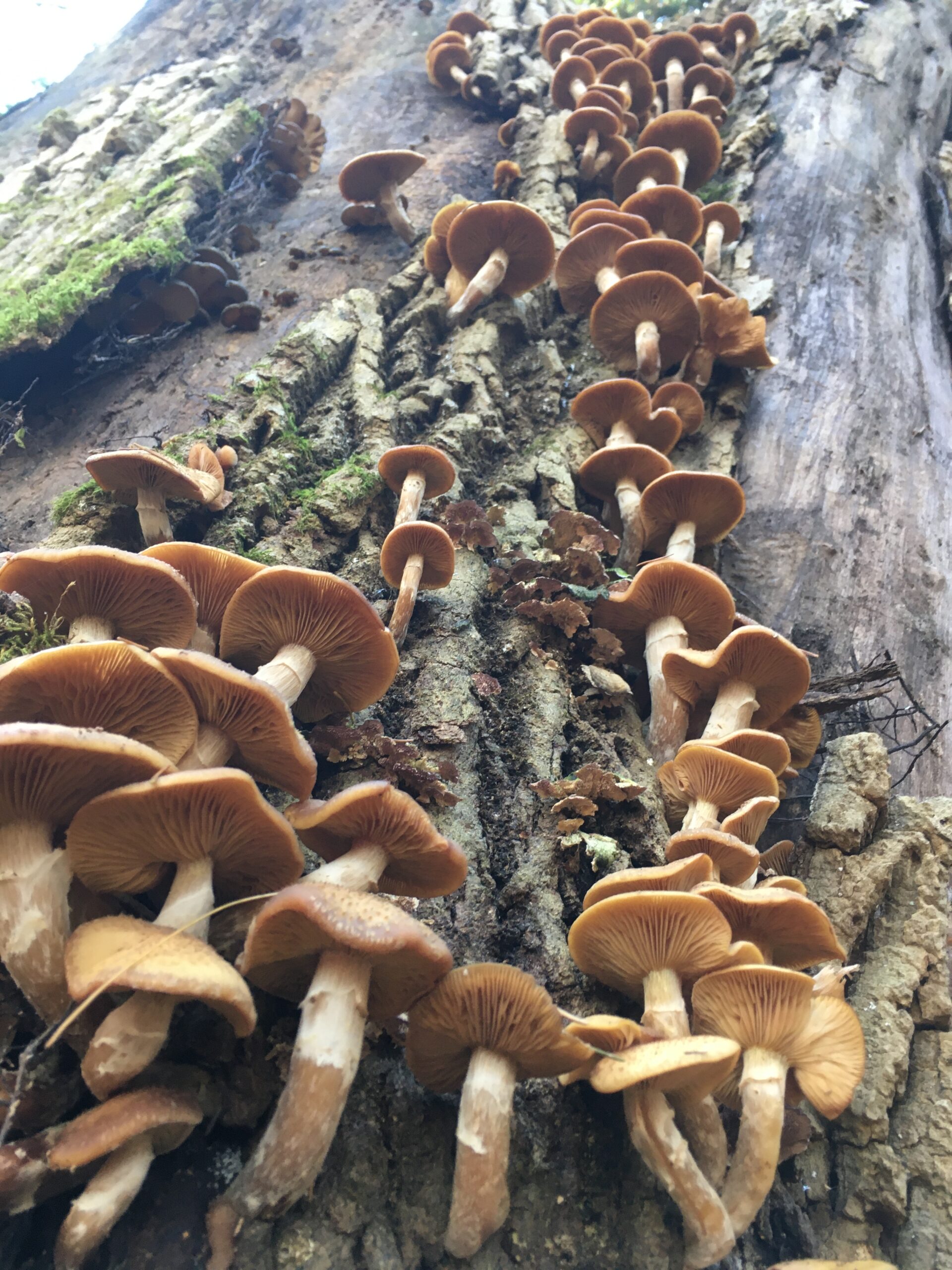 bulbous honey mushrooms growing from a rotting tree