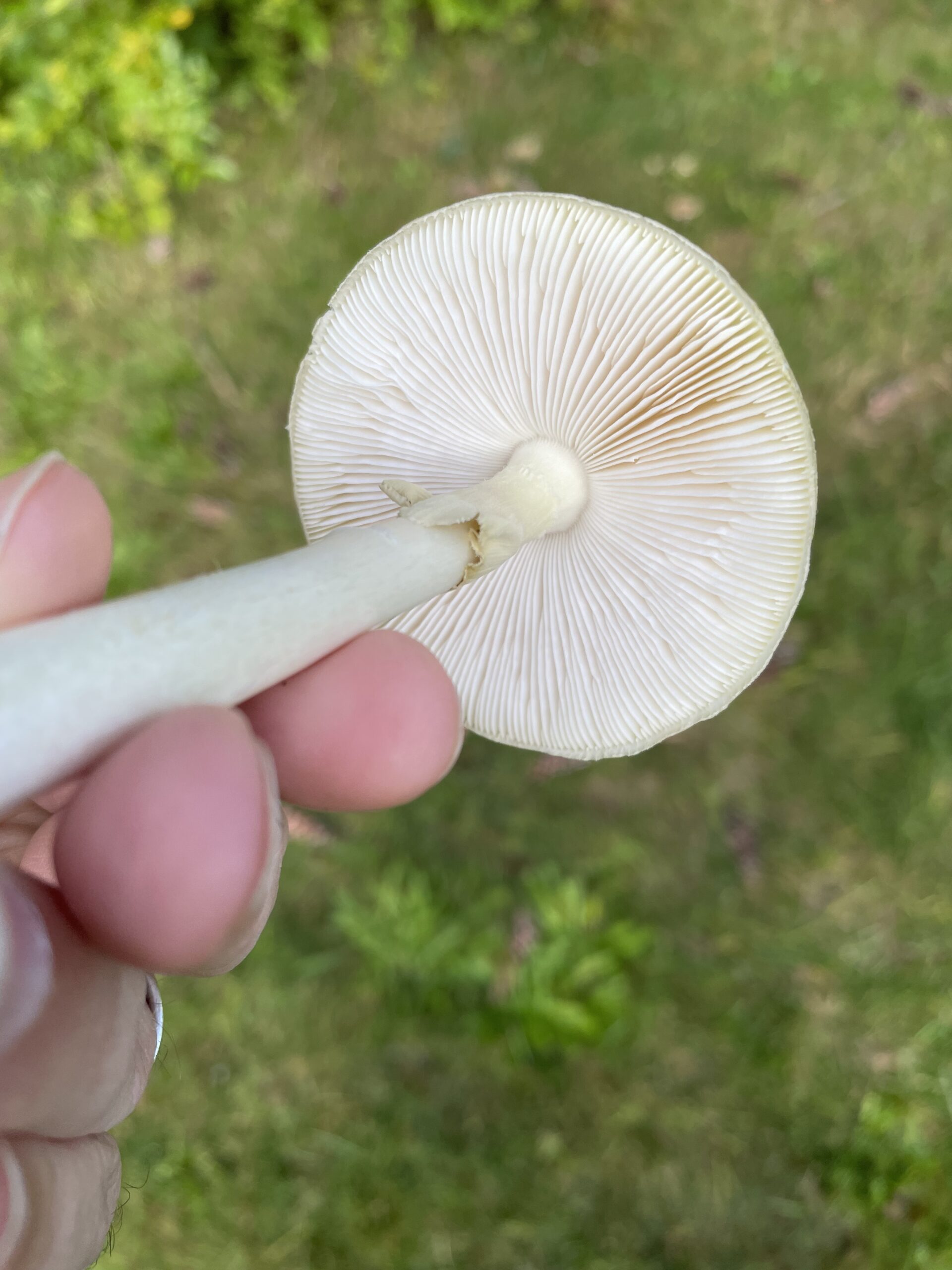 a death cap mushroom