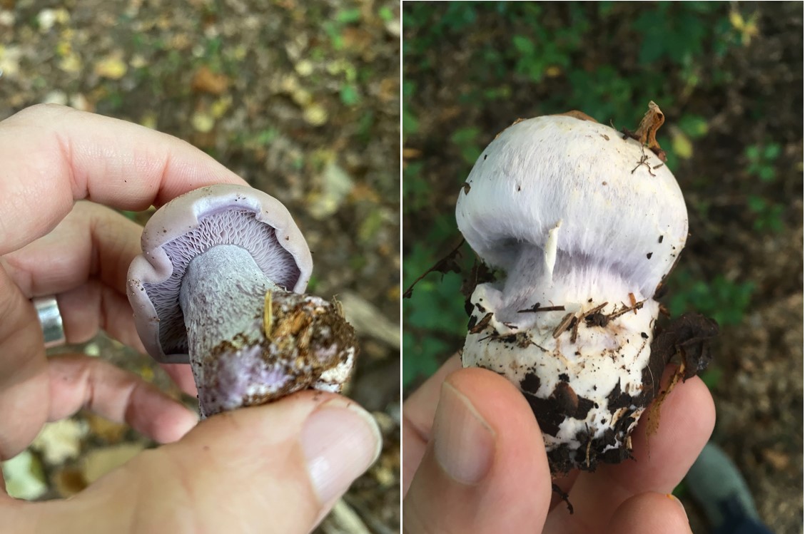 side-by-side photos of a blewit and a webcap