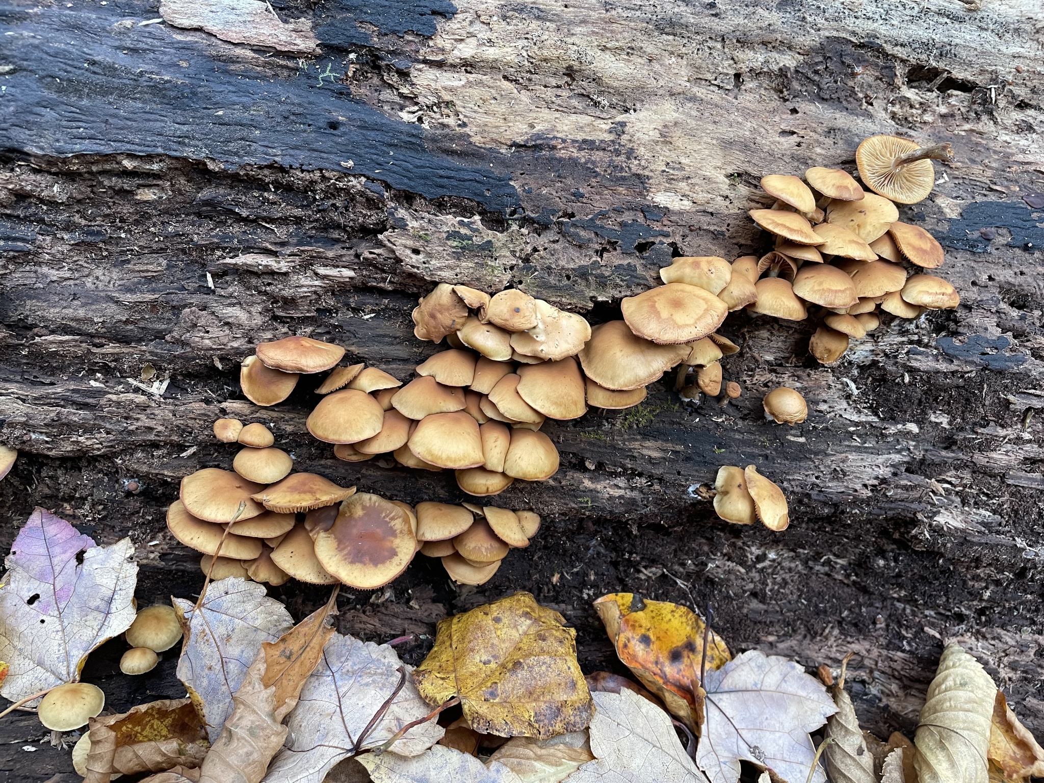 deadly galerina mushrooms