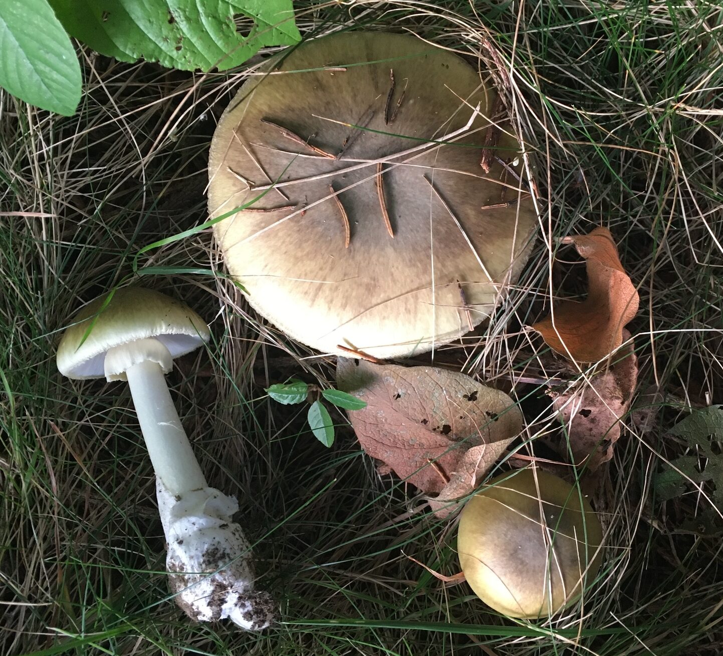 death cap mushrooms