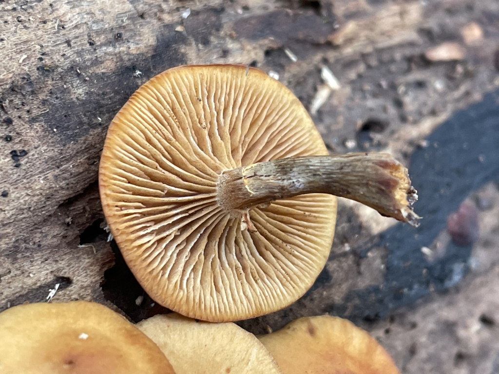 a deadly galerina mushroom